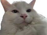 Avatar użytkownika