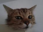 Avatar użytkownika