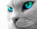 Avatar użytkownika