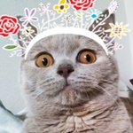 Avatar użytkownika